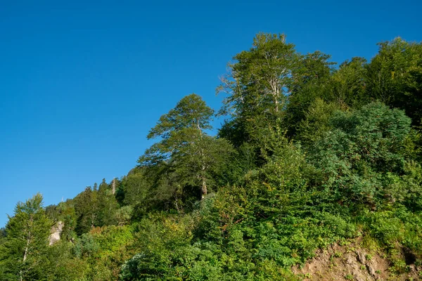 Gürcistan'ın güzel doğası. Gomismta yolu. — Stok fotoğraf