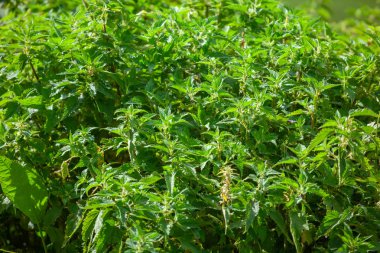 Bir bitki ısırgan fotoğrafı. Kabarık yeşil yaprakları ile Isırgan. Backgr