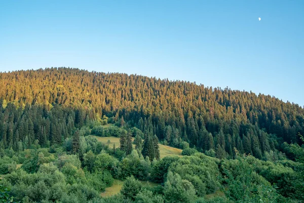 Beautiful view of spurce forest on the way to Hatsvali mountain. — Stock Photo, Image