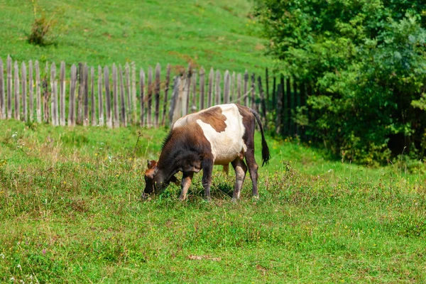 奶牛在牧场上吃鲜绿的草. — 图库照片