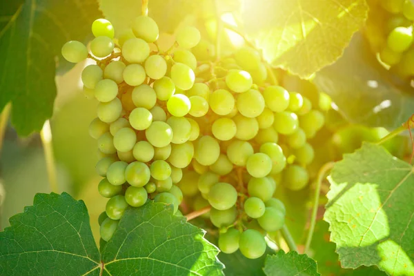 Bezárás up csokor friss zöld szőlő a szőlő zöld elhagyja — Stock Fotó
