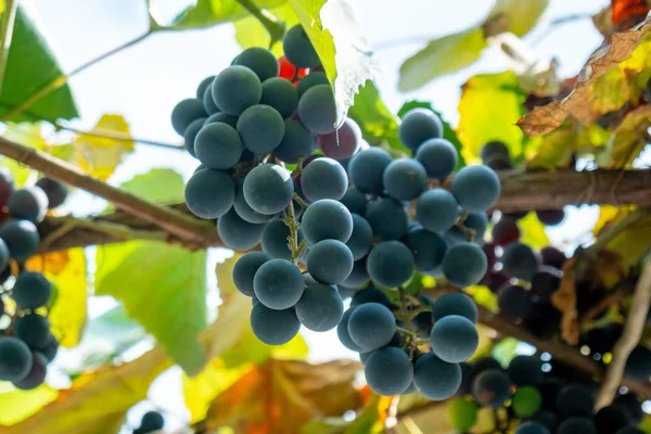 Large bunch of grapes Isabella hang from a vine, Close Up of red — Stock Photo, Image