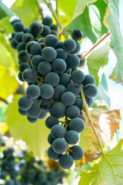 Gran racimo de uvas Isabella cuelgan de una vid, Primer plano de rojo — Foto de Stock