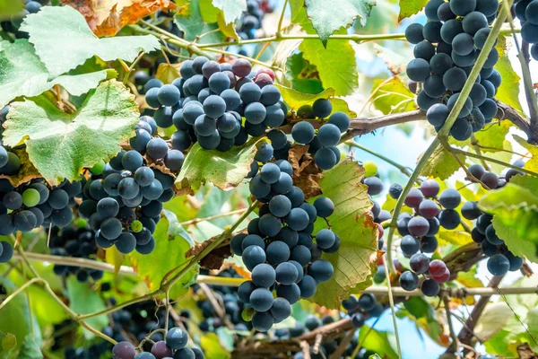 Gran racimo de uvas Isabella cuelgan de una vid, Primer plano de rojo — Foto de Stock