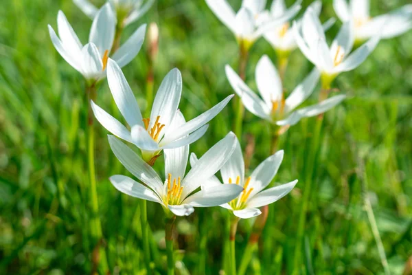 Beyaz yağmur zambak çiçek, yaz çiçek Zephyranthese candida içinde t — Stok fotoğraf