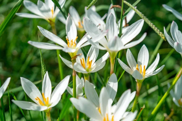 Beyaz yağmur zambak çiçek, yaz çiçek Zephyranthese candida içinde t — Stok fotoğraf