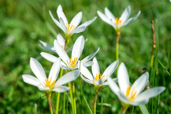 Beyaz yağmur zambak çiçek, yaz çiçek Zephyranthese candida içinde t — Stok fotoğraf