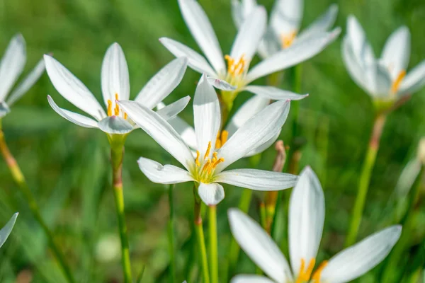 Lluvia blanca flor de lirio, flor de verano Zephyranthese candida in t —  Fotos de Stock