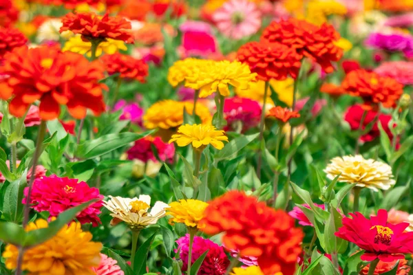 Flores de colores en el parque frente a la Universidad Estatal de Batumi, Ge — Foto de Stock