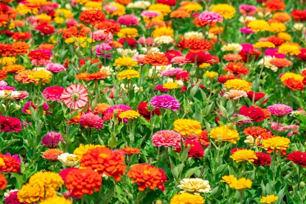 Bunte Blumen im Park vor der staatlichen Universität Batumi, — Stockfoto