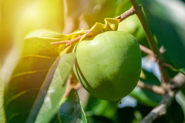 Olgunlaşmamış meyve ile hurma ağacının Dalı. 