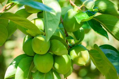 Olgunlaşmamış meyve ile hurma ağacının Dalı. 