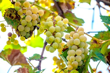 Olgun orjenik beyaz şarap üzüm bağ da hasat hazır