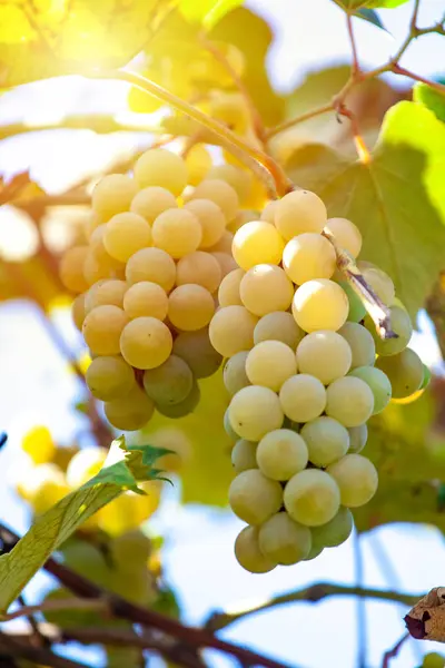 Érett orgén fehér borszőlő a szőlőben kész betakarításra — Stock Fotó
