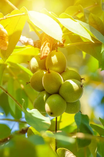 Nueces verdes en un árbol. Un montón de nueces en un árbol — Foto de Stock