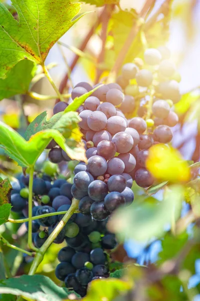 Gran racimo de uvas Isabella cuelgan de una vid, Primer plano de rojo — Foto de Stock