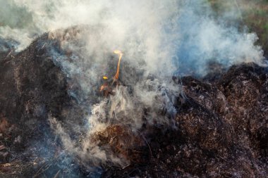 Yanan ot ve yapraklar, bahçeyi temizlerken ateş. Volumi