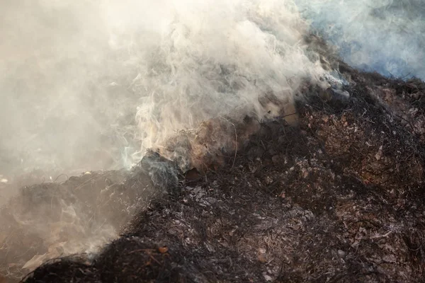 Burning grass and leaves, fire while cleaning the garden. Volumi