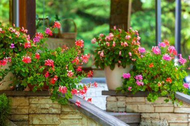 Mtatsminda Mountai üzerinde Mtatsminda Park veya Bombora Park Çiçekler