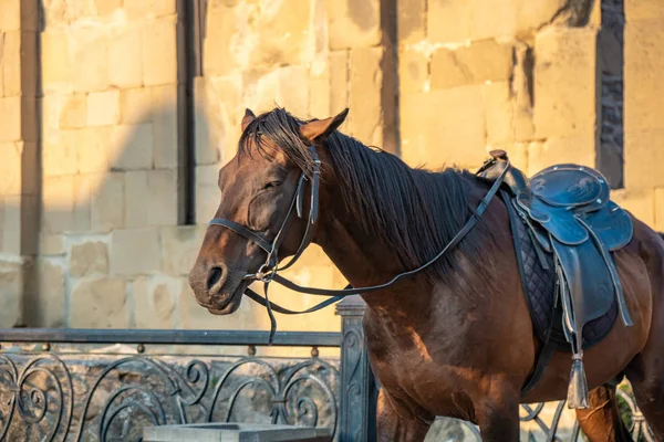 Cavalo em frente à catedral de Mtskheta, Geórgia . — Fotografia de Stock