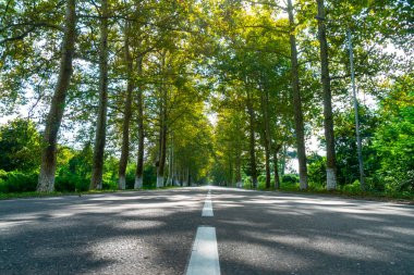 Poti, Gürcistan'da çınar ağaçları arasındaki yol.