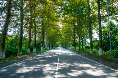 Poti, Gürcistan'da çınar ağaçları arasındaki yol.