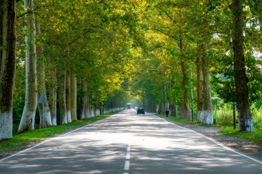 Poti, Gürcistan'da çınar ağaçları arasındaki yol.