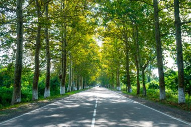 Poti, Gürcistan'da çınar ağaçları arasındaki yol.