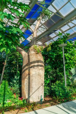 Shekvetili, Gürcistan - 29.05.2019: Baobabi ve farklı tropikal