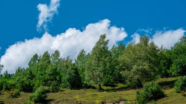 Svaneti, Gürcistan dağlarında güzel ormanları.