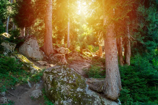 Belles forêts dans les montagnes de Svaneti, Géorgie . — Photo