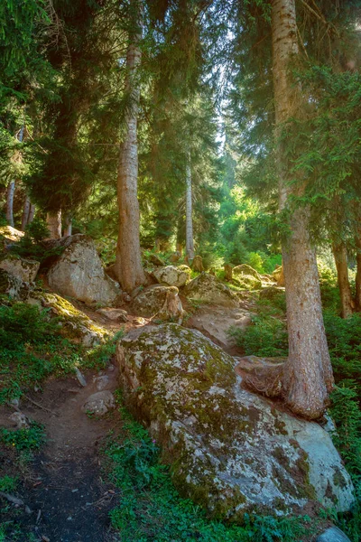 Belles forêts dans les montagnes de Svaneti, Géorgie . — Photo