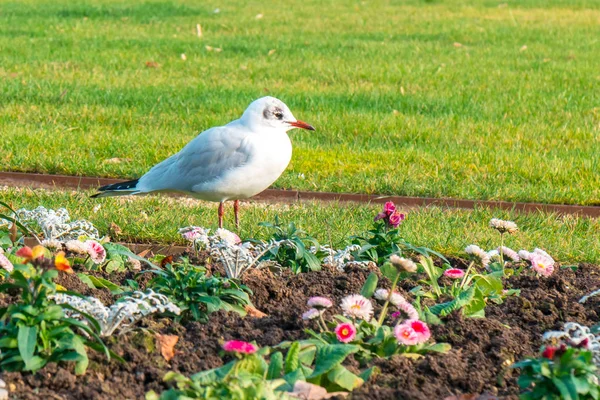 カモメは別の花と緑の草を立っている. — ストック写真