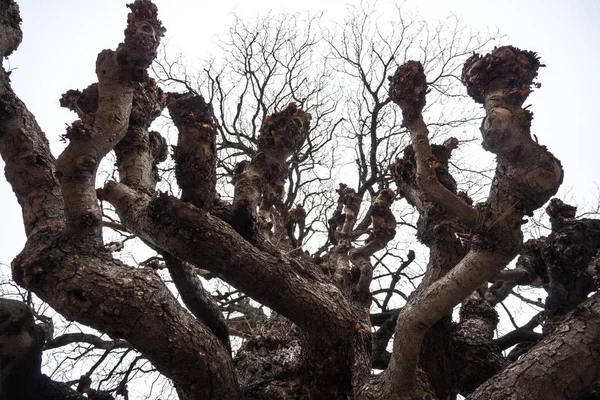 Den sorg av trädet naturliga silhuett av en avlövade gren. — Stockfoto