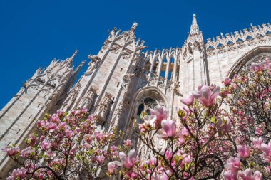 Manolya akan ile ilkbaharda Milano Duomo kısmi görünümü