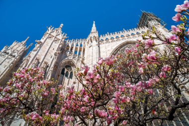 Manolya akan ile ilkbaharda Milano Duomo kısmi görünümü