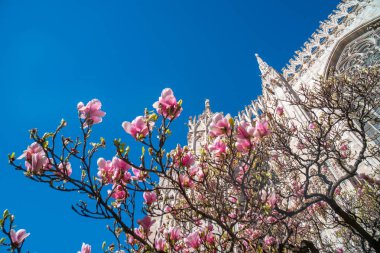Manolya akan ile ilkbaharda Milano Duomo kısmi görünümü