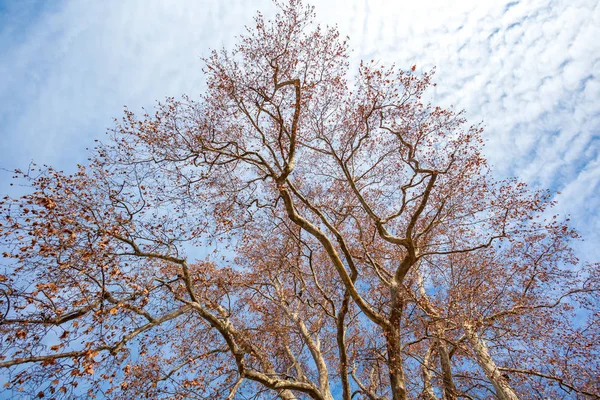 Drzewko sycamore odchodzi zimą na tle błękitnego nieba, — Zdjęcie stockowe