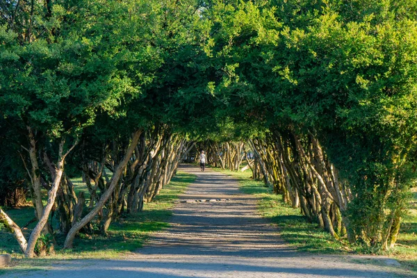Beco com linha de caminho de árvores no jardim Dadiani. Zugdidi, Georgi — Fotografia de Stock