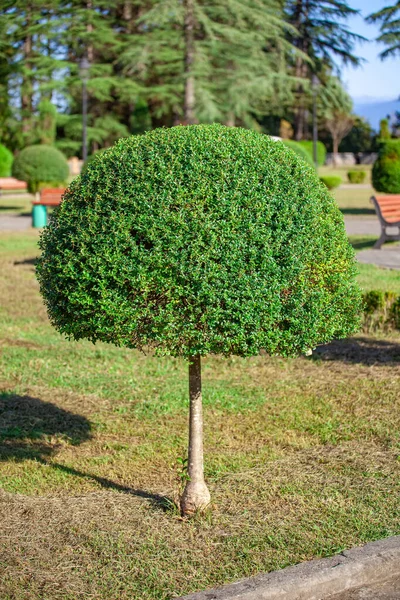 Arbustos y césped verde en el parque Zugdidi de Dadiani. Georgia . — Foto de Stock