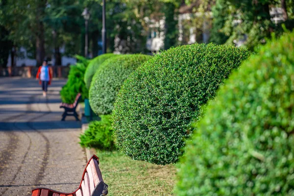 Heesters en groene gazons in het Zugdidi park van Dadiani. Georgië. — Stockfoto