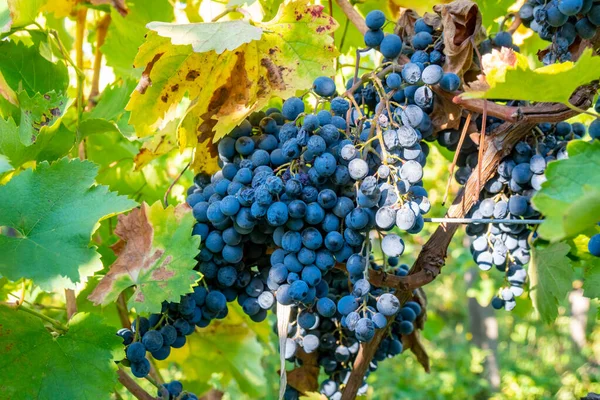 Uvas maduras de Saperavi en un viñedo antes de la cosecha, Kakheti, G — Foto de Stock