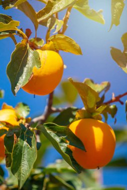 Sonbaharda bir sürü olgun hurma ağaçları..