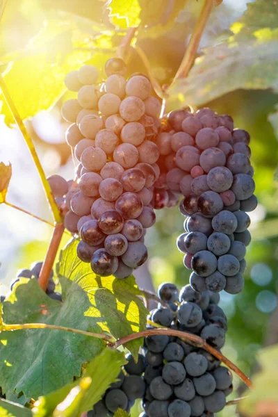 Uvas maduras de Saperavi en un viñedo antes de la cosecha, Kakheti, G — Foto de Stock