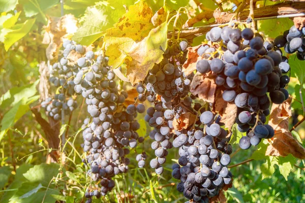Uvas maduras de Saperavi en un viñedo antes de la cosecha, Kakheti, G — Foto de Stock