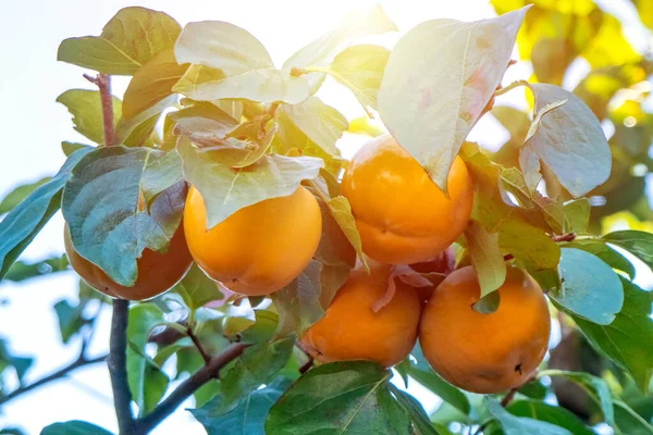 Persimmon tree with many ripe persimmons in autumn. — Stock Photo, Image