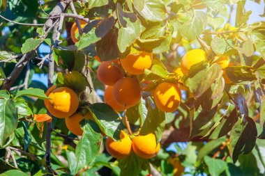 Sonbaharda bir sürü olgun hurma ağaçları..
