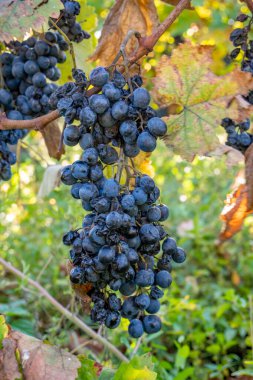 Hasattan önce, Saperavi üzüm bağında olgunlaşmış üzümler, Kakheti, G