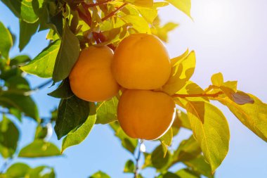 Sonbaharda bir sürü olgun hurma ağaçları..