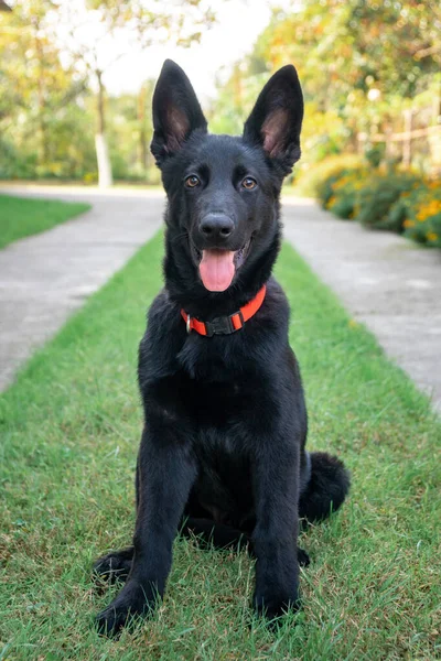 Yeşil çimlerin üzerinde Siyah Alman çoban köpeği portresi. — Stok fotoğraf